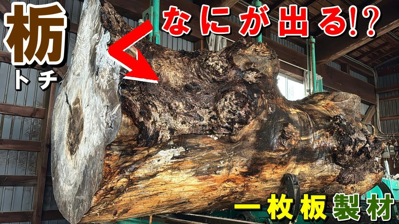 形が面白すぎる岩手県産トチ原木｜クセ強なトチ原木を製材したら…想像を超えた一枚板が出た！
