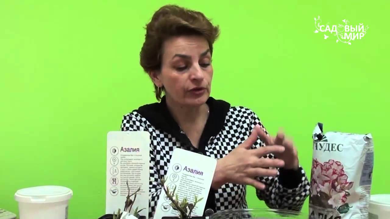 Как сажать азалии рододендроны