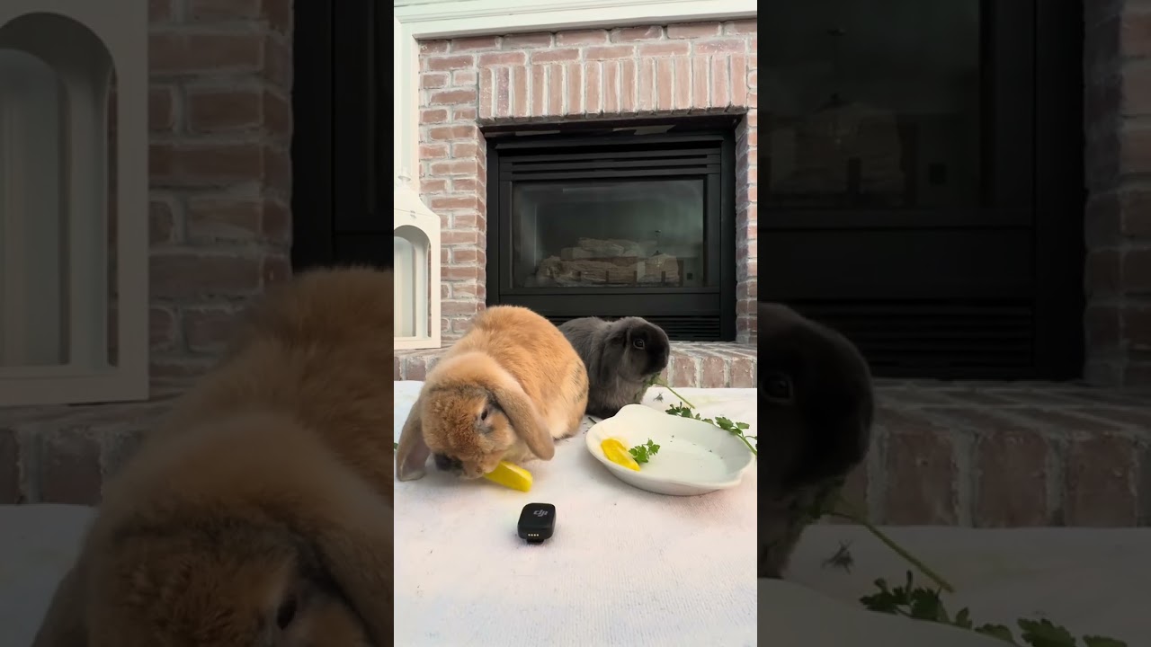 Nom nom nom #asmr #asmreating #bunny #cute 