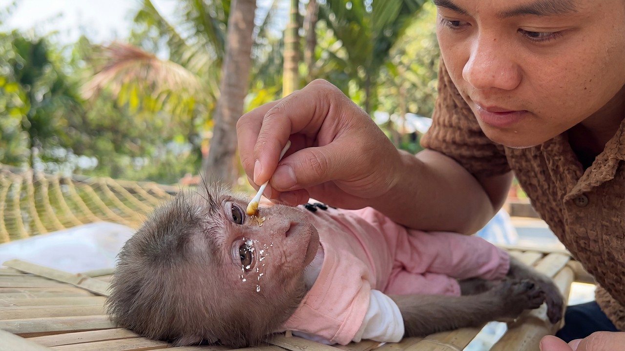 Monkey Bon Was Finally Safe&hellip; Dad Gently Took Care of His Little Injury