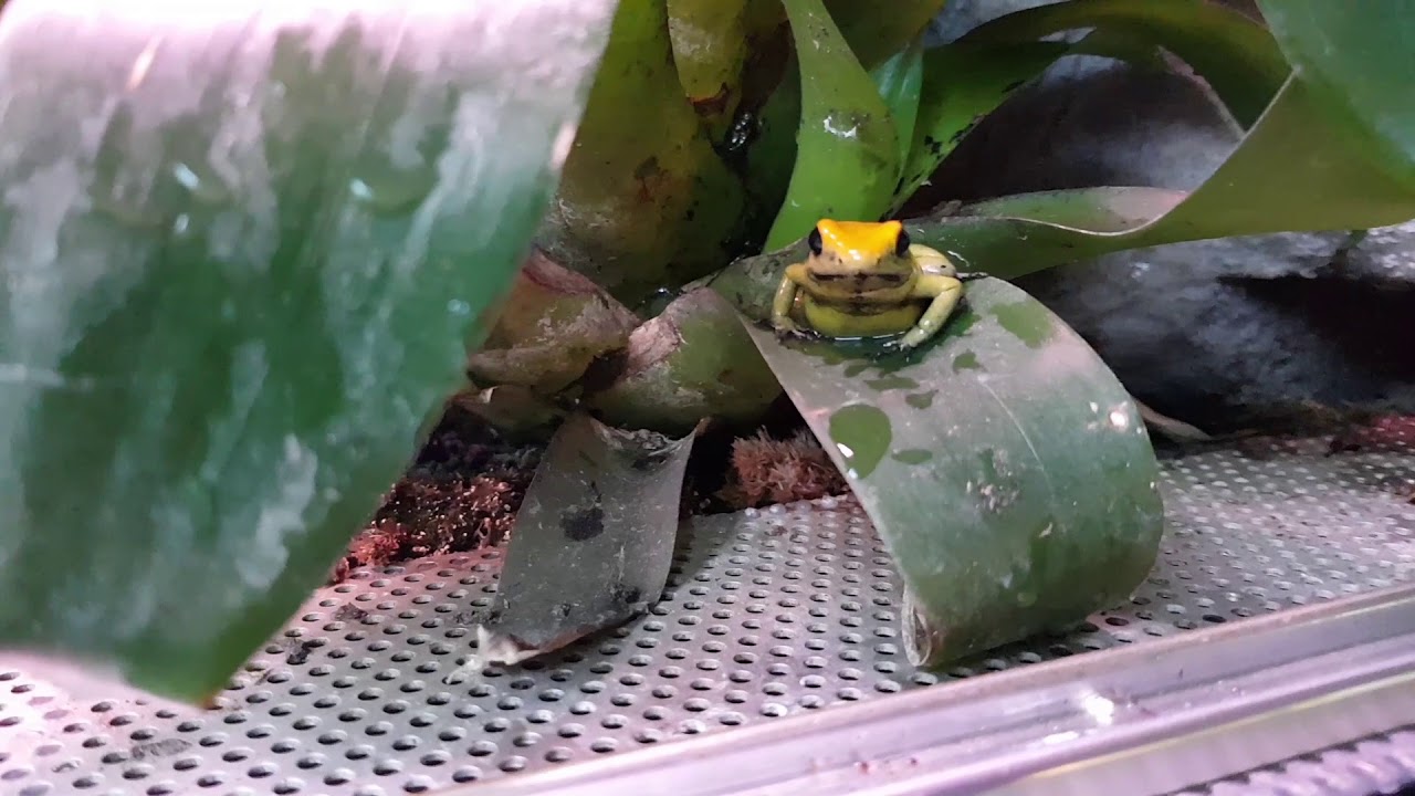 Tropicarium Budapest - Nyílméregbéka ismertető