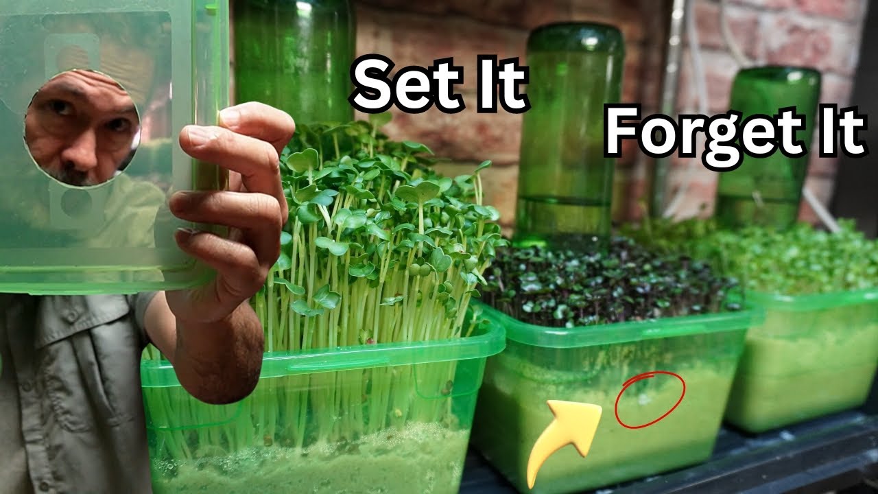 Growing Food to Beat Inflation with Indoor Hydroponics through the Winter