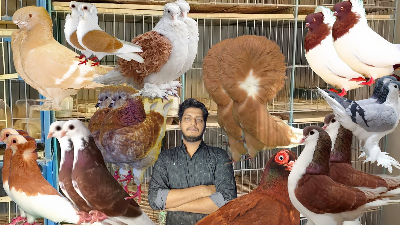 কম দামে ফেন্সি কবুতর ক্রয় করুন #bdkhamar #kobutorkhamar #pigeonlaver #pigeonhouse #kabutar #kabutar