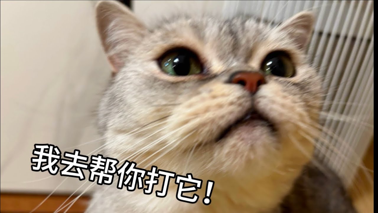 聽得懂話！又各種護主的貓！到底是誰在養啊？！