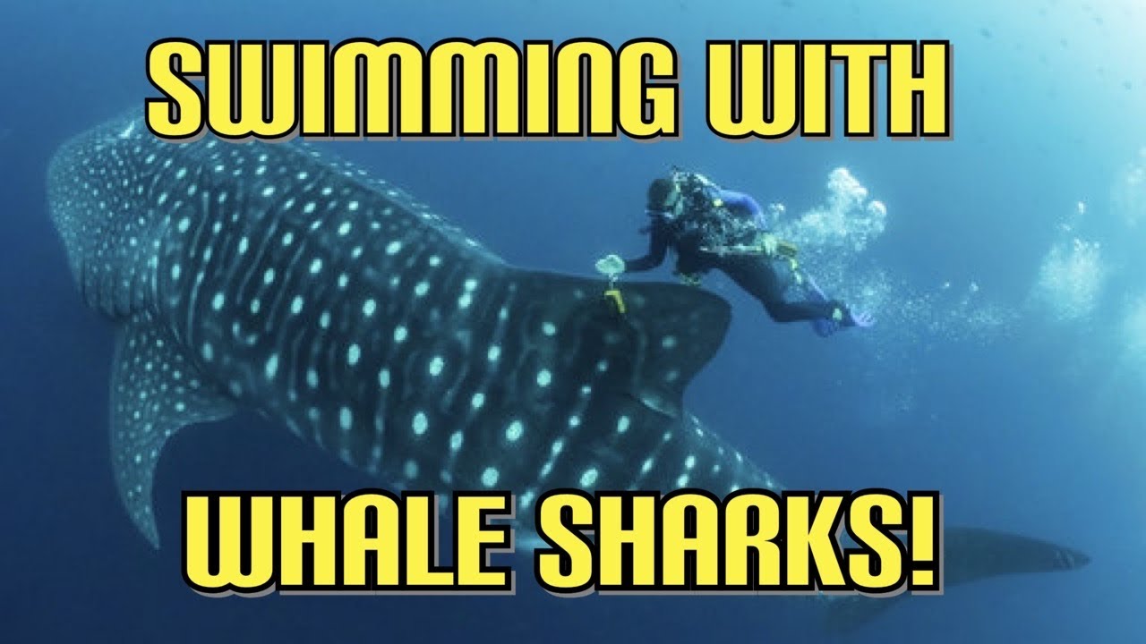 Would you swim with huge Whale Sharks in Cozumel, Mexico?