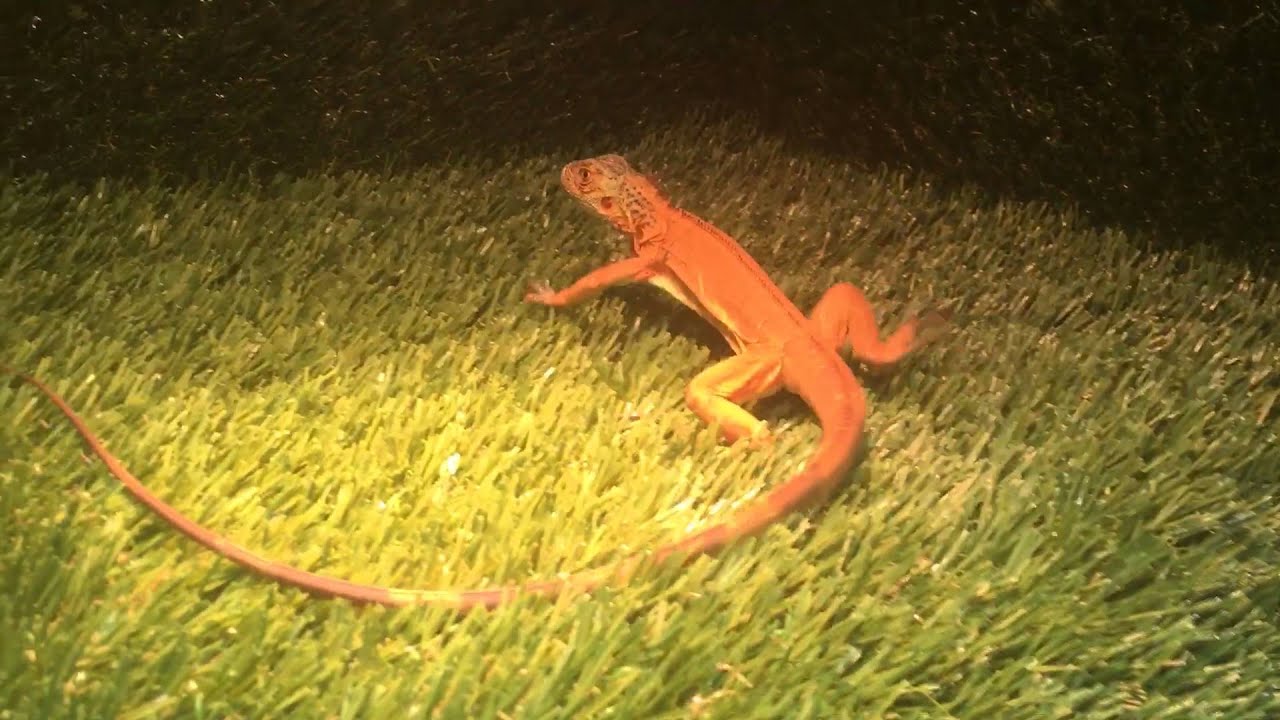 Red iguana enclosure