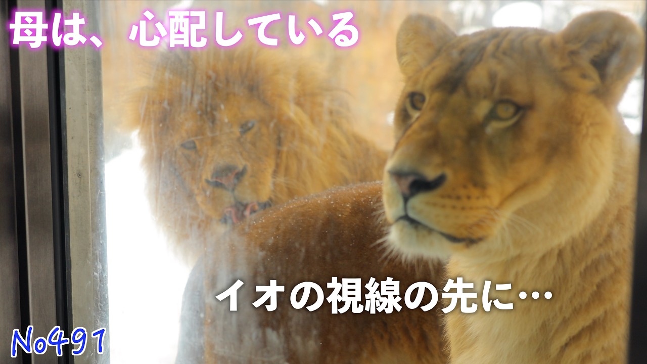 No491 客席を見つめ続ける母イオ…離れていても想い続ける子どもたち　旭山動物園　#lion #オリトファミリー　#zoo