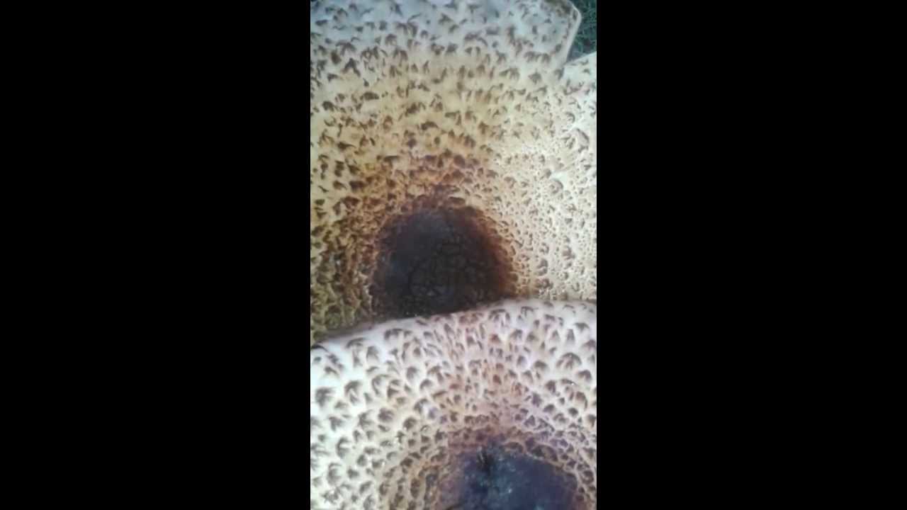 Setas Gigantes  ( mushrooms )