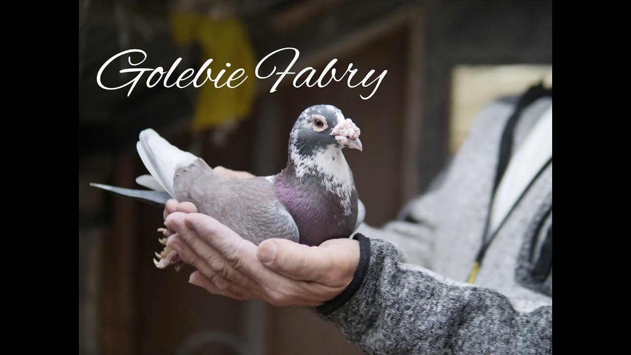 Gołebie Fabry Czarne samce i samiczki Dla zainteresowanych Hodowców