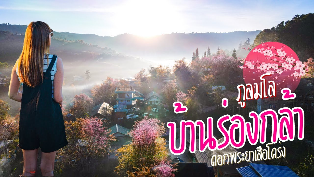 หมู่บ้านสีชมพู บ้านร่องกล้า วันที่สีชมพูทั้งหมู่บ้าน ซากุระเมืองไทย ภูหินร่องกล้า พิษณุโลก