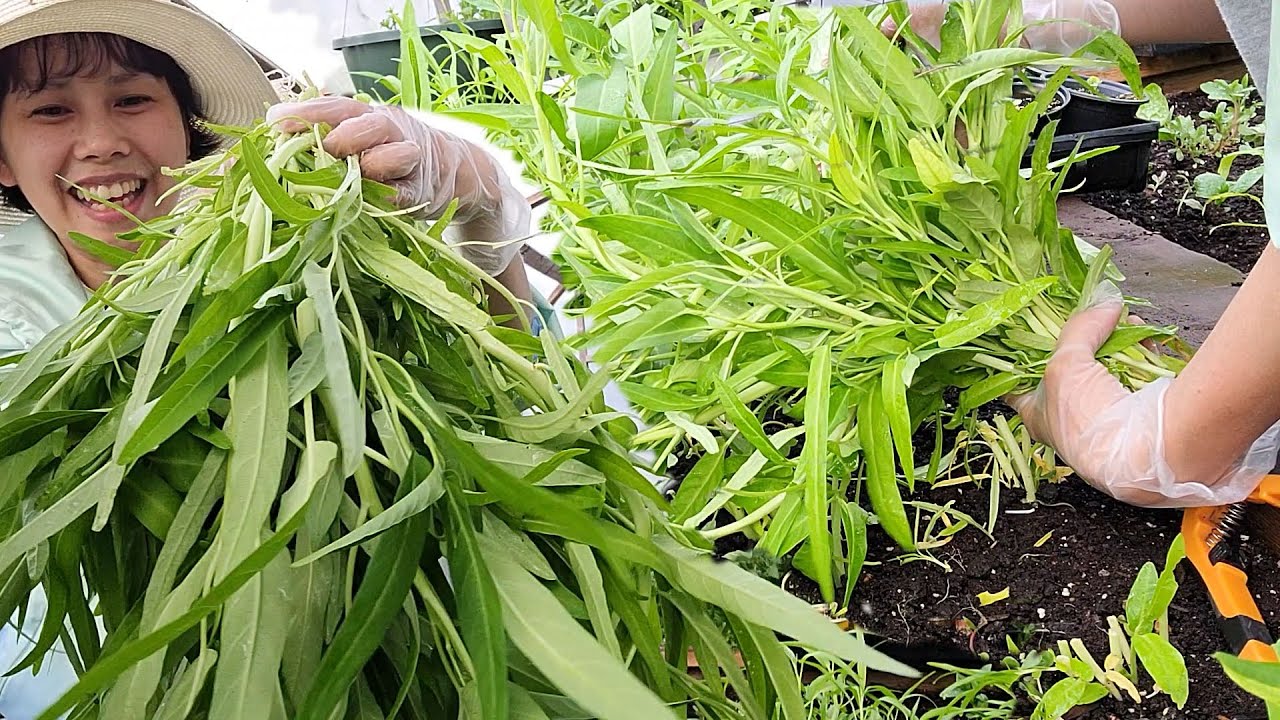 Bội Thu Nhiều Lọai Bí Ngòi ,Khổ Qua Trái Tim ,Khổ qua VN & Rau Muống Trắng Ngon Quá Xá