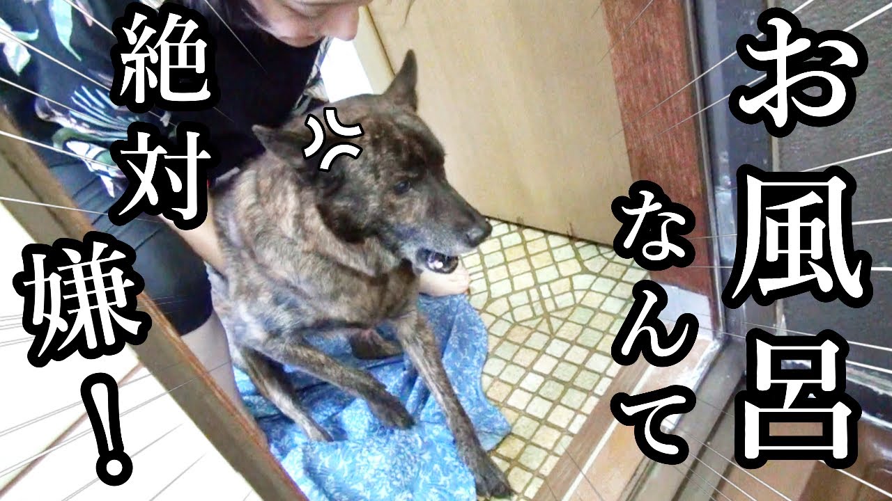 お風呂拒否！普段は従順な甲斐犬をお風呂に入れてみたらこうなりました　#甲斐犬 #柴犬　#dog