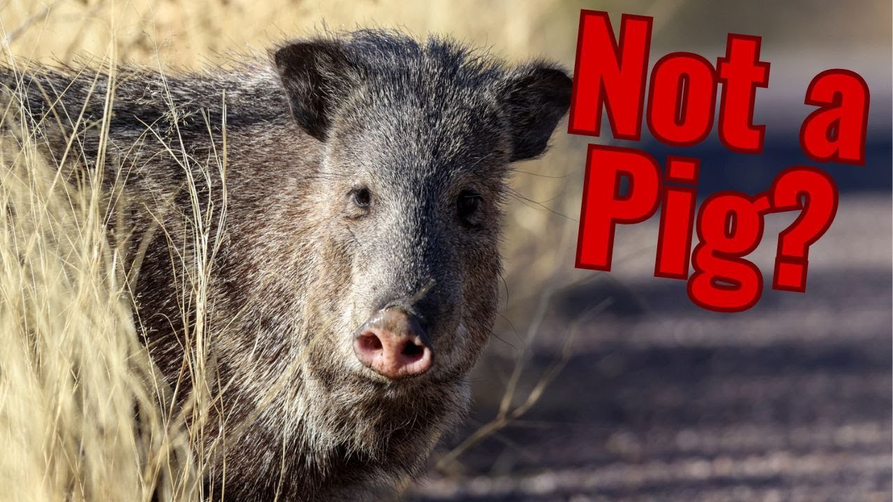 Peccaries | New World Pigs