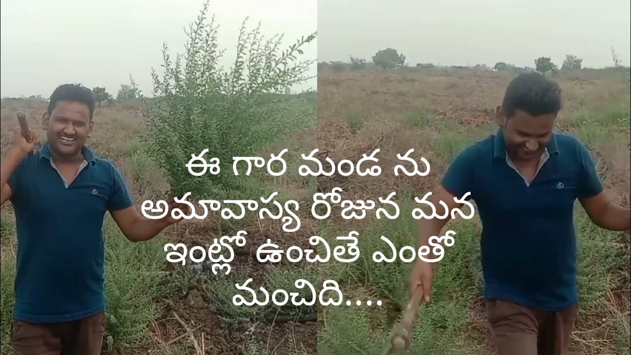 gara Manda అతీత శక్తులు కలిగిన ఈ గార మండ ను మన ఇంట్లో గుమ్మంలో ఆది దుష్ట శక్తుల నుండి కాపాడుతుంది...