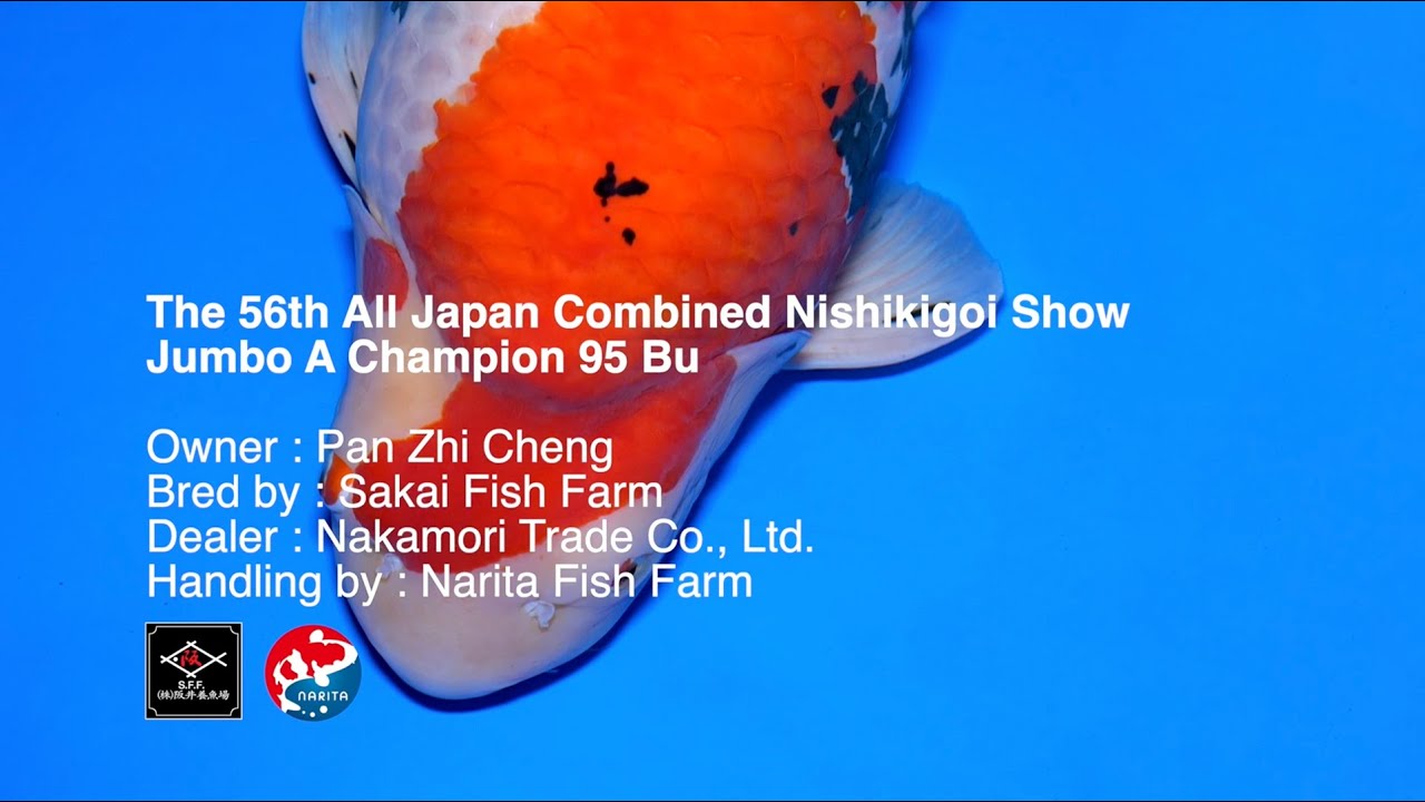 Jumbo A Champion 95 Bu AJKS 2026