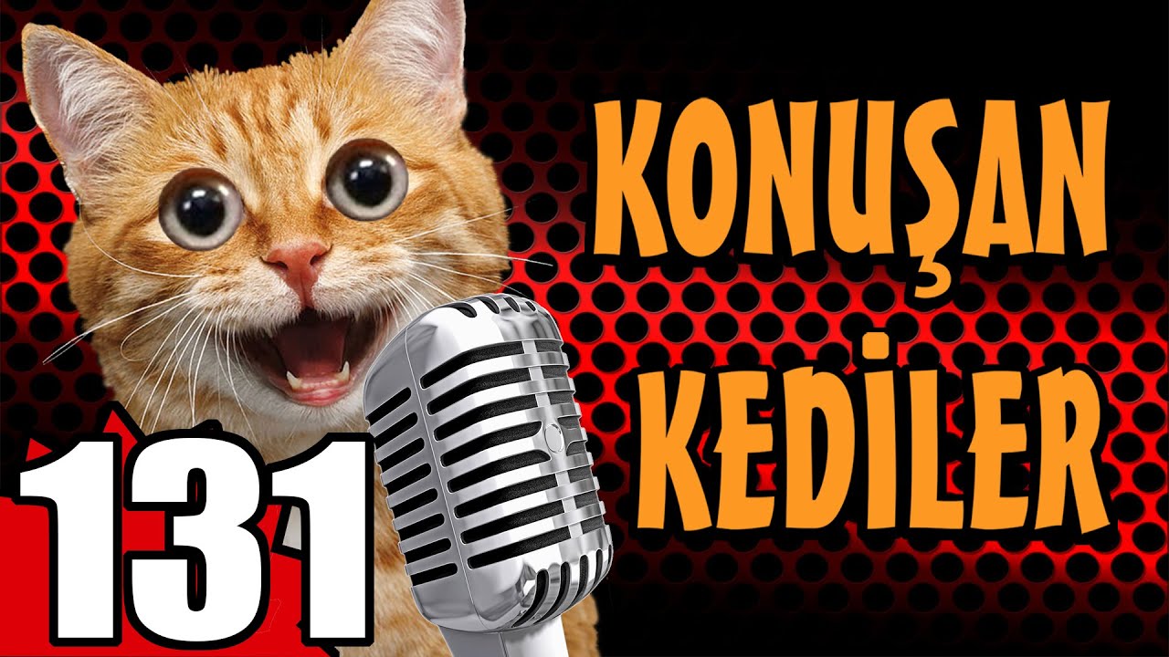 Говорящие коты 131 - САМЫЕ СМЕШНЫЕ ВИДЕО С КОШКАМИ - PATİ TV
