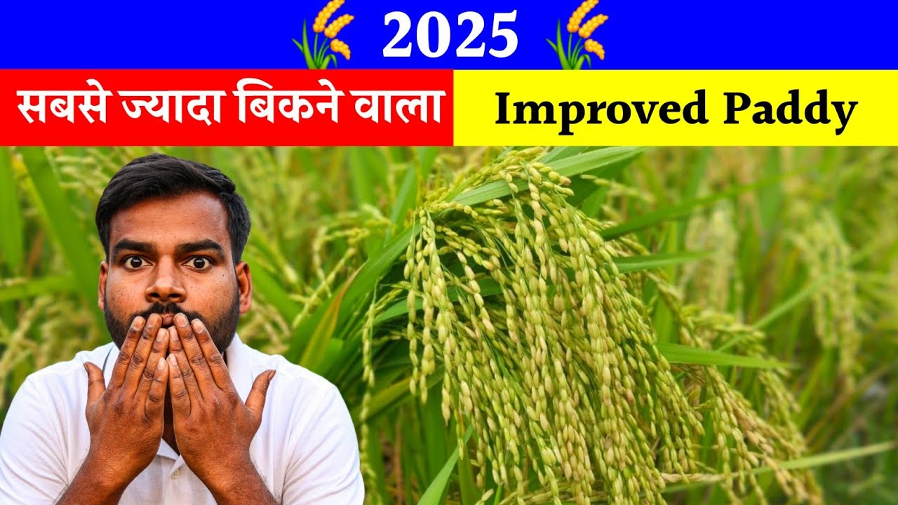 Dhan Ki Best Improved Variety 2025 | धान की टॉप 5 वैरायटी | सबसे अच्छा Improved Paddy Seed
