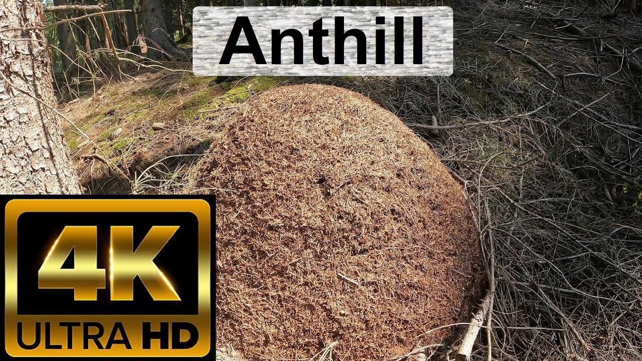 3 hours of ants building anthill (4K, no music, no loop)