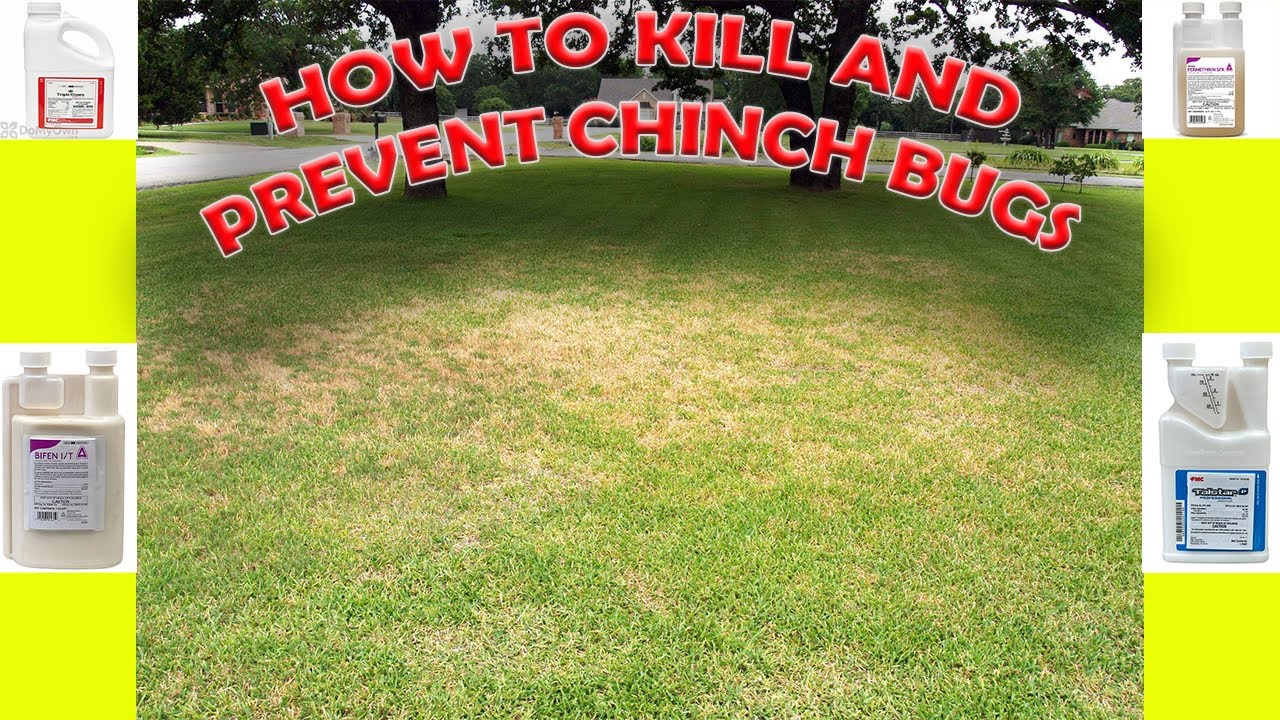 HOW TO KILL AND PREVENT CHINCH BUGS!! ST.AUGUSTINE GRASS!! WHAT TO USE AND HOW TO USE IT!!