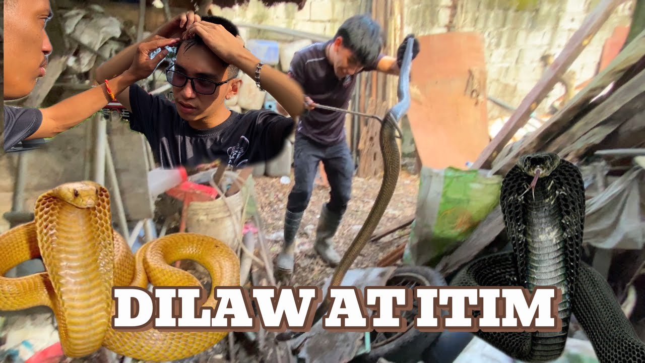 NAPAKA LAKING ITIM NA COBRA AT DILAW ANG NANG UUBOS NG ALAGA #cobraprince