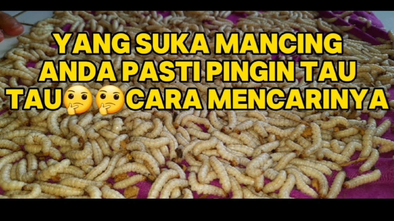 Cara Mudah Mencari Ulat Bambu Dan Ciri Ciri Pisik Bambu Yang Ada Ulatnya