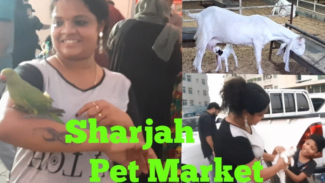Sharjah birds and animal market//Sharjah pet market//#sharjahanimalbirdmarket #sharjahpetmarket