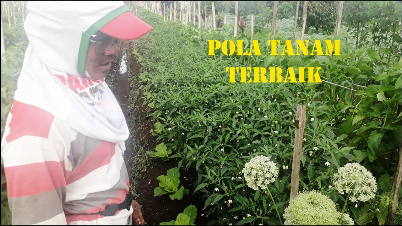 Cara Baru Tumpang Sari Cabe Dan Tomat Hasilnya Luar Biasa