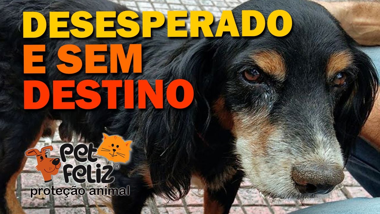 CÃO IDOSO DESESPERADO PARA VOLTAR AO DONO QUE  ABANDONOU, RESGATE DEMORADO, CACHORRO VELHO DOENTE