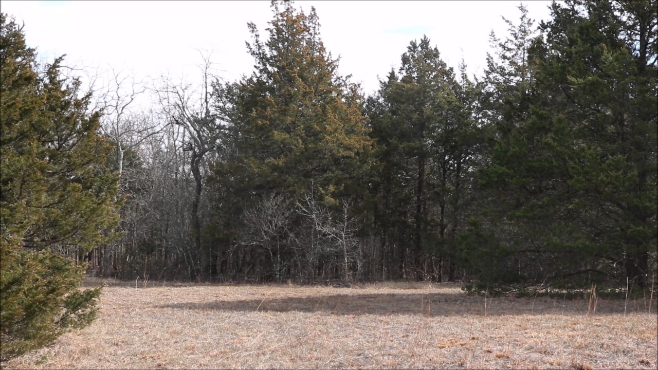 Juniperus virginiana (Eastern Red Cedar)  - Male tree releasing pollen
