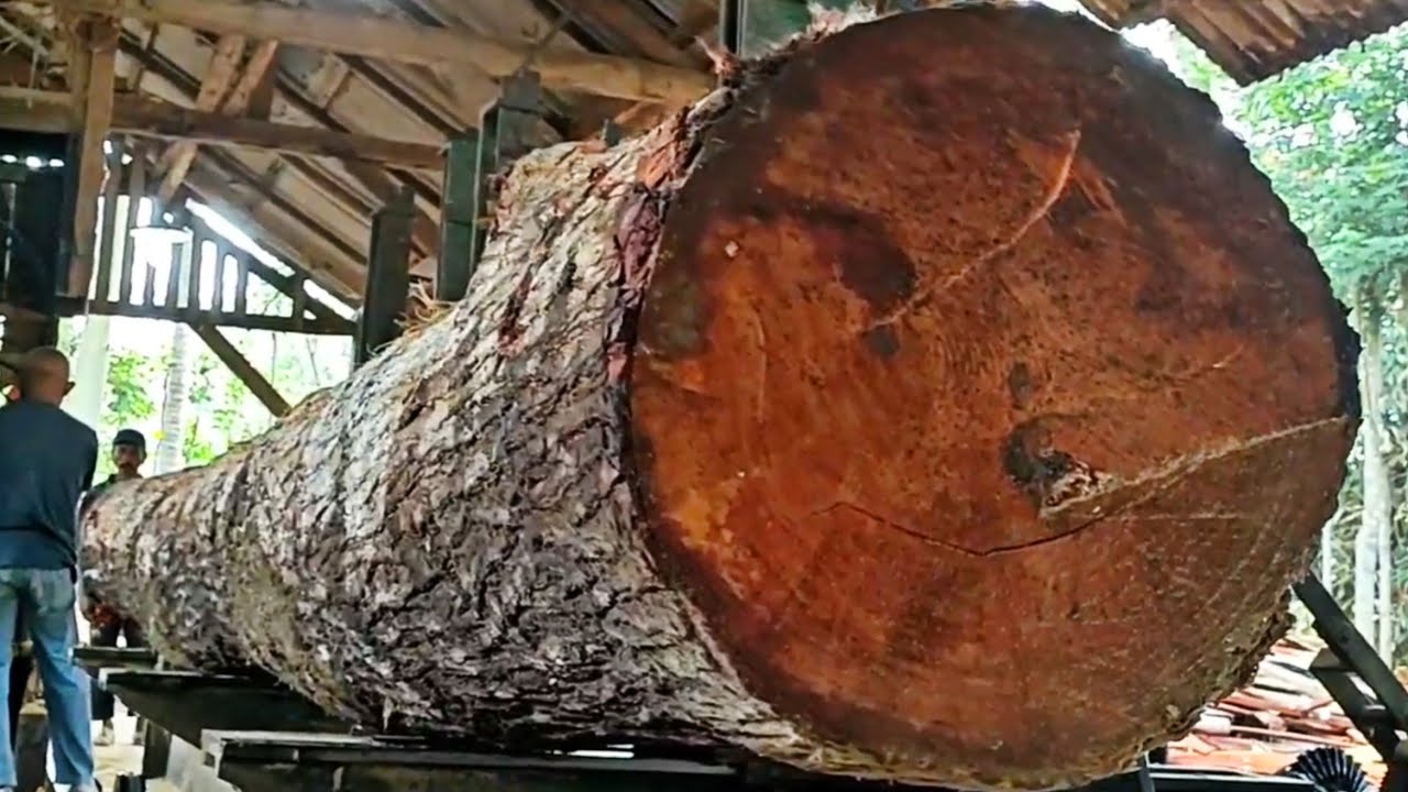 Sawing a stunning jumbo mahogany log full of struggle at the sawmill 