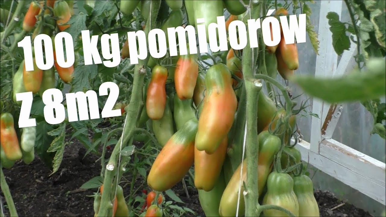 Super wydajny Pomidor 🍊 100 kg z 8 metrów kwadratowych