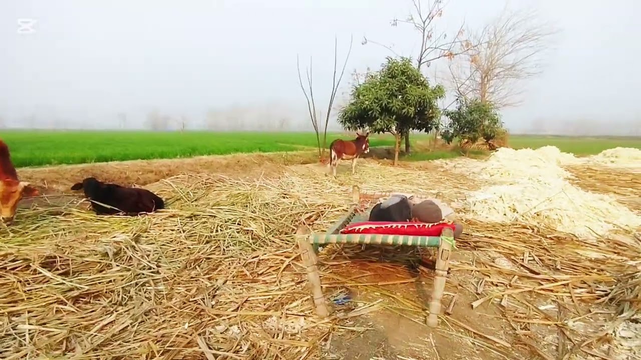 The Hidden Beauty of My Village |A Relaxing Walk#VillageTour#NatureLovers #PeacefulLife #VillageVlog