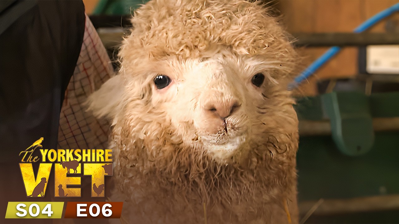 The Yorkshire Vet Season 4 Episode 6 | Full Episode