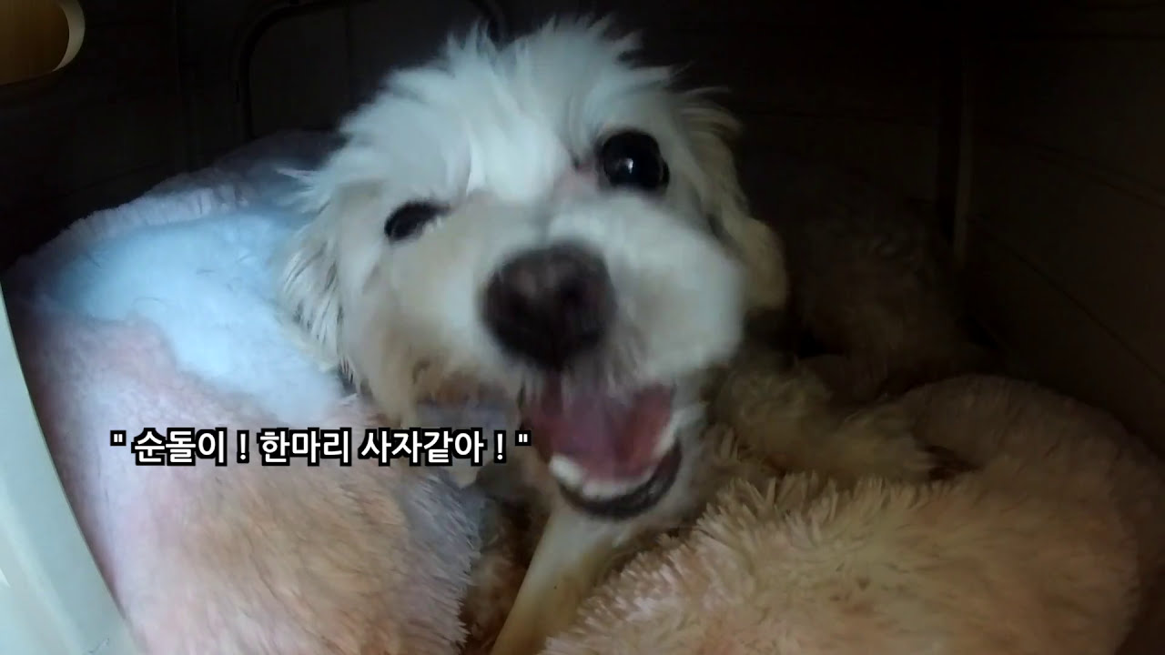 말티즈의 악력이 이정도 일줄이야