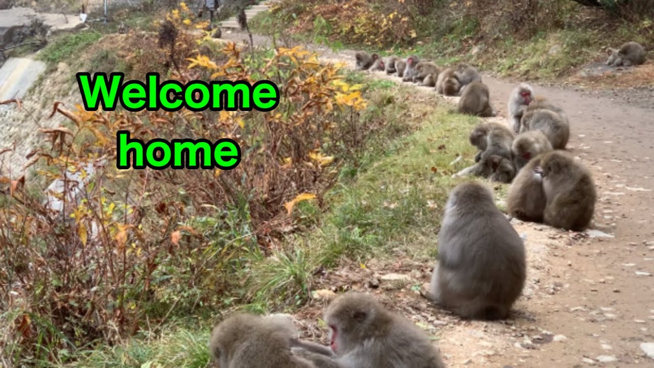 【SNOW  MONKEYS 】 314 ( early morning) jigokudani onsen korakukan  monkey park  地獄谷　温泉　後楽館　野猿公苑　雪猿