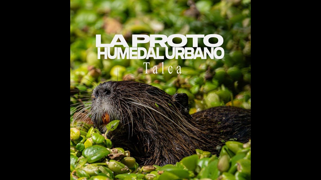 🌿 La Proto: El Nuevo Humedal de Talca | Hogar de coipos en el Maule (más fotografia ultra macro)