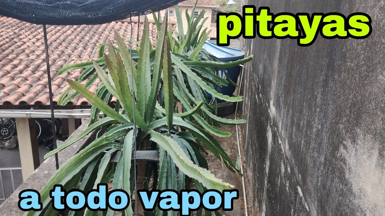 Atualizado das pitayas,crescendo bem.#25