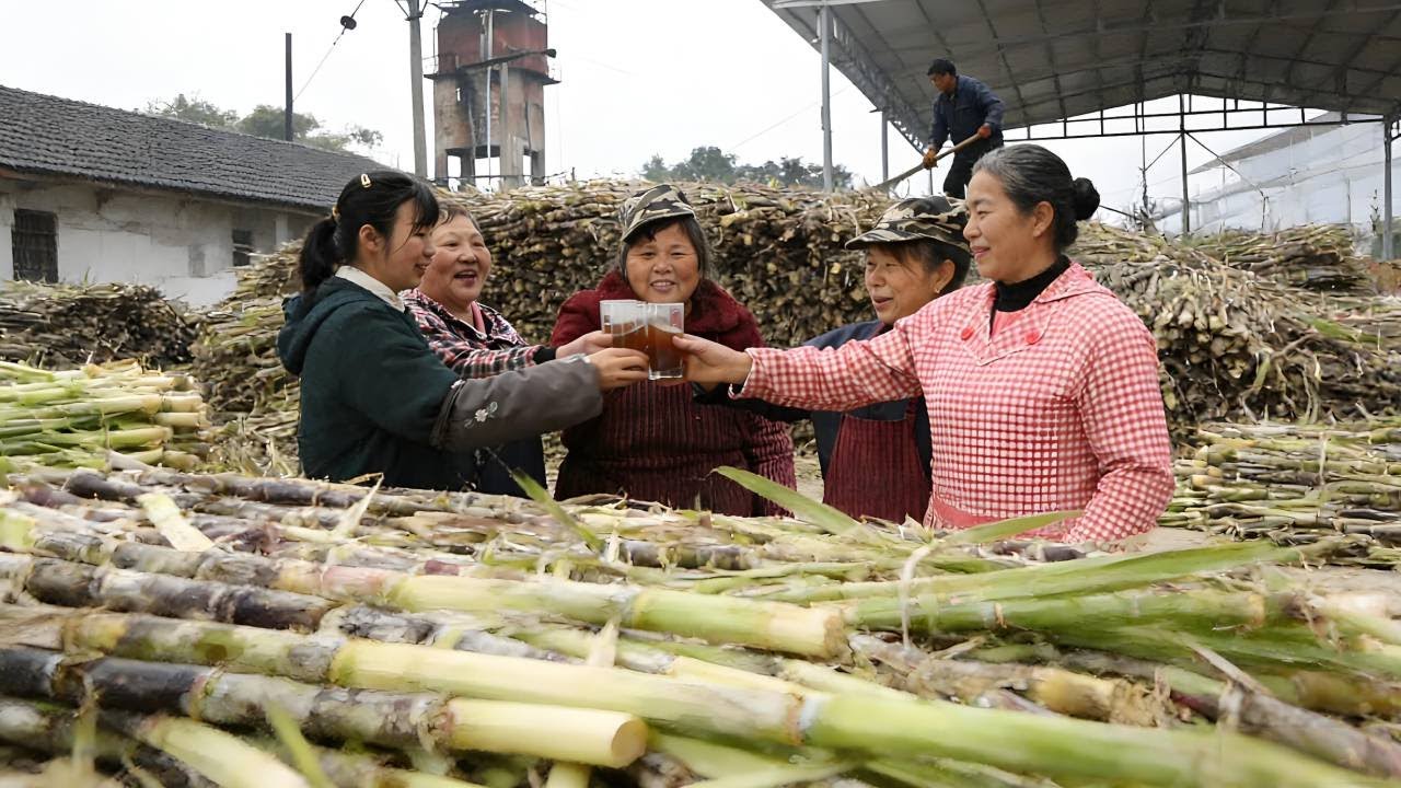 具有200多年历史的古法熬糖，今天熬糖师傅要熬2万斤甘蔗，看看能熬出多少糖！！【燕麦行游】