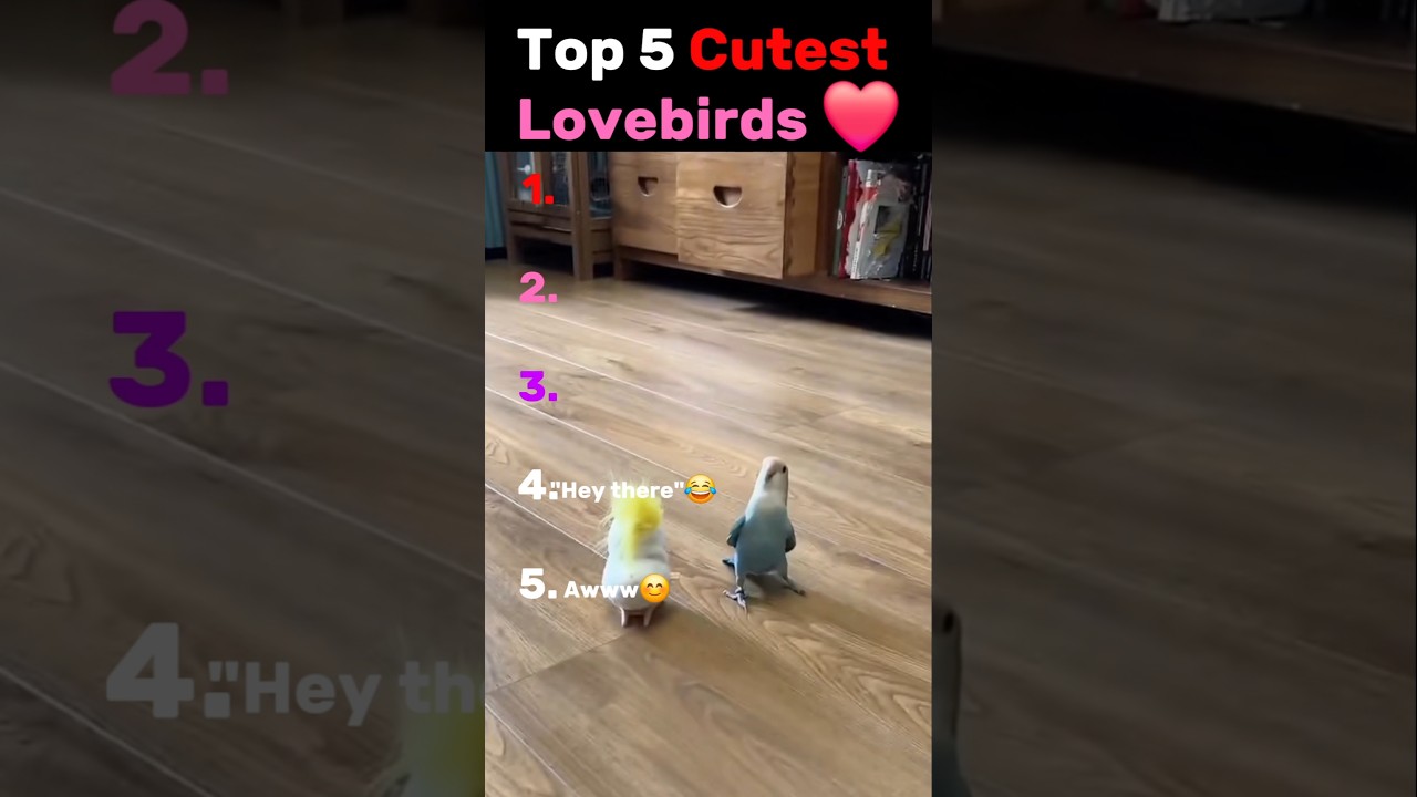 Who thinks lovebirds are the best birds? Comment down below #birds #lovebirds