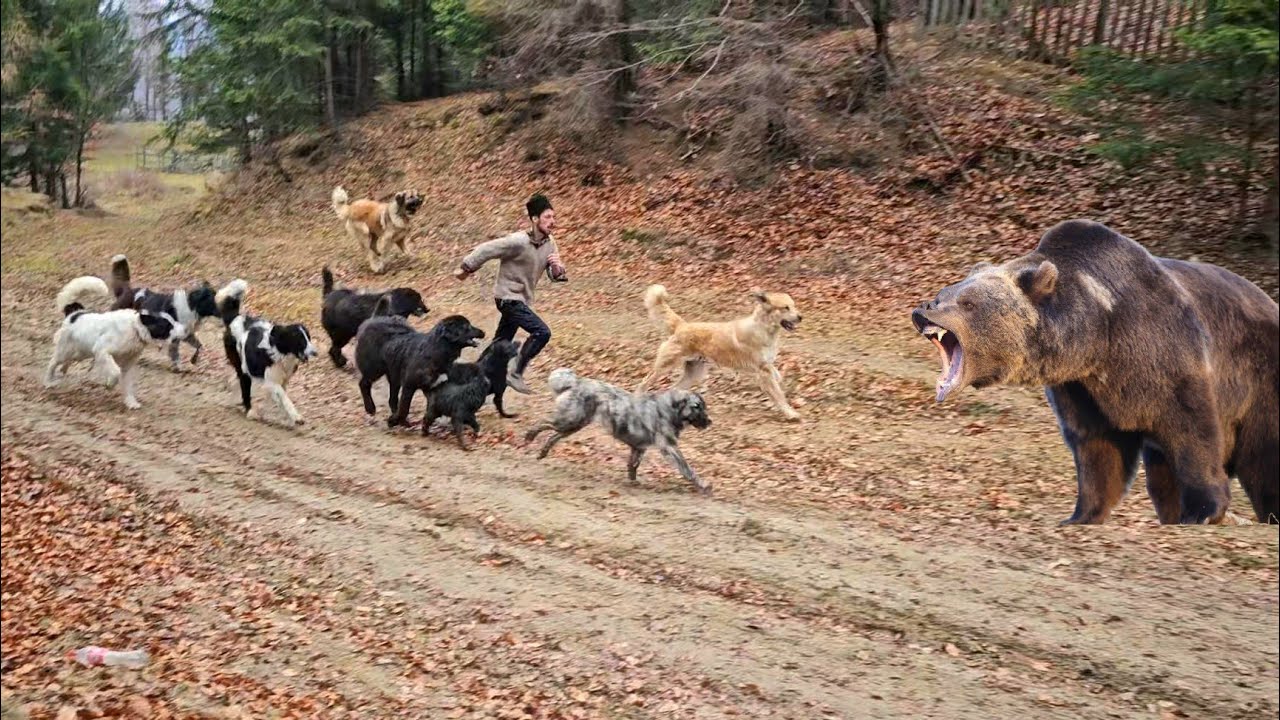CUM ACTIONEAZA CAINII CIOBANESTI AI FRATILOR GOSPODARU,CAND APARA OILE DE URS!