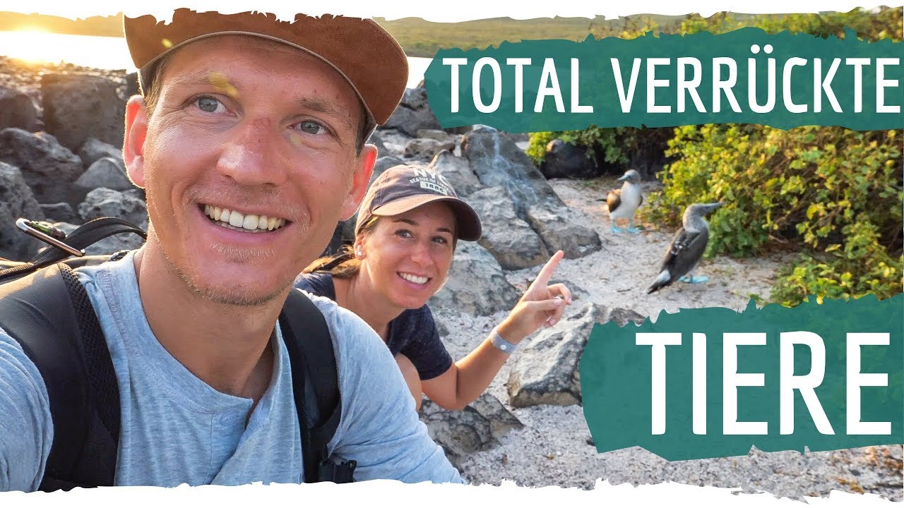 Galapagos • verrückte Tiere mit blauen Füßen auf den Galapagos Inseln | VLOG 431