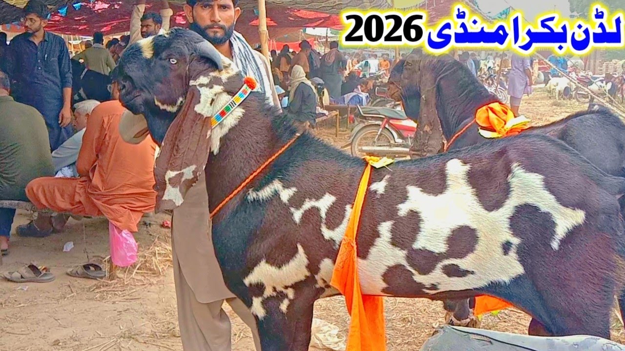 Luddan bakra mandi 2026|Latest update makhi cheene nagre or beetle bakre