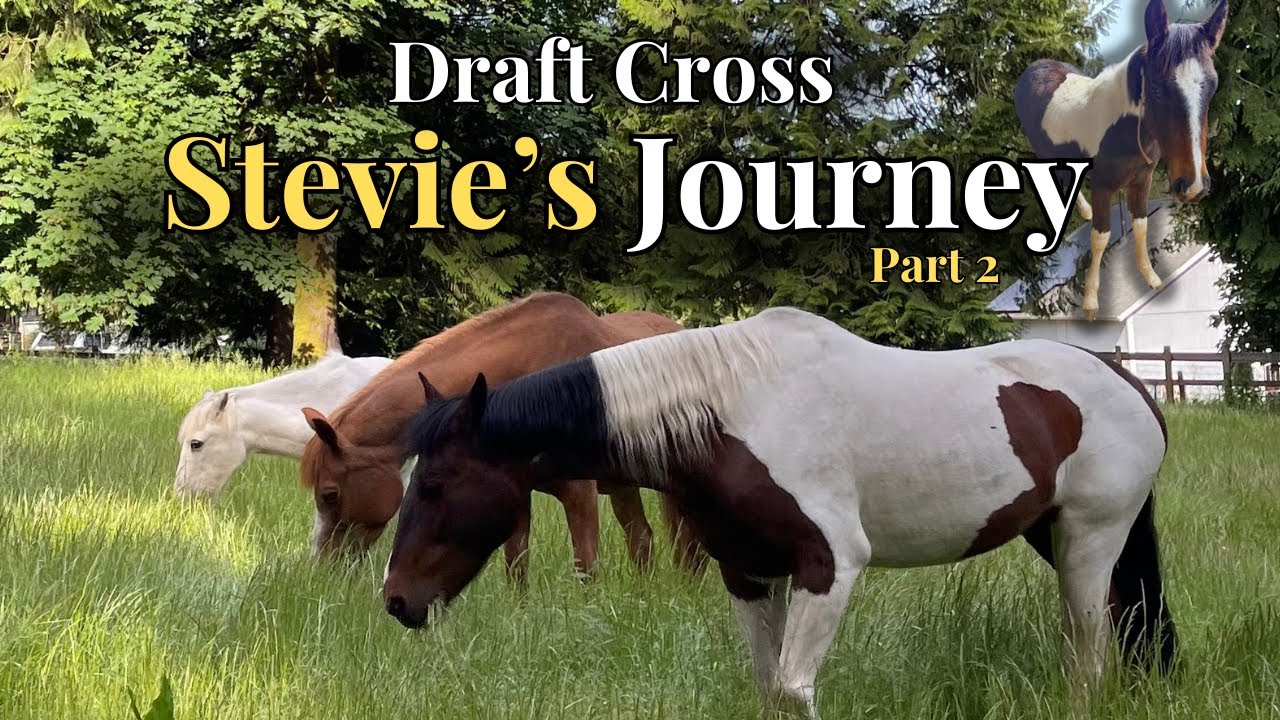 Meet Stevie's Herd!