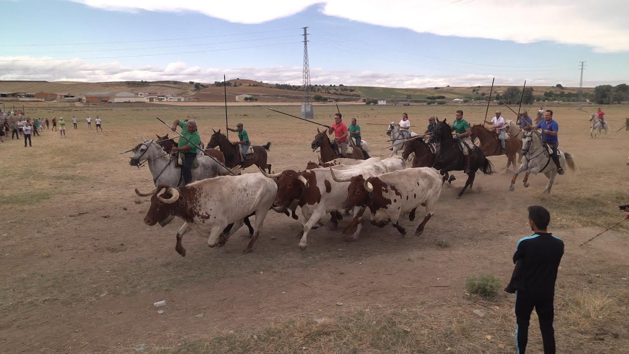 Fuentesauco 2023 Suelta de 2 toros, sabado
