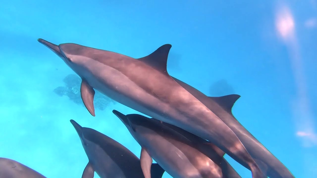 Sataya Dolphin Reef, Marsa Alam. Экскурсия в заповедник 