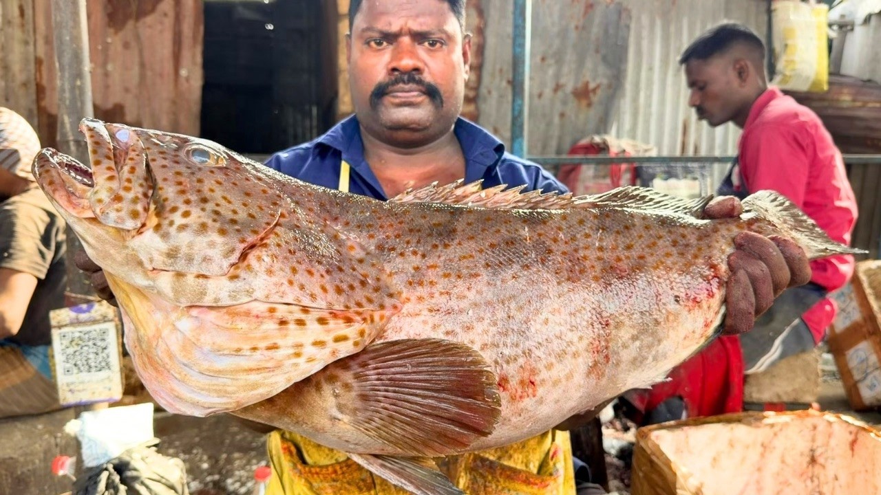 KASIMEDU SELVAM BIG GROUPER FISH CUTTING | UK SONS MARINE 🇮🇳