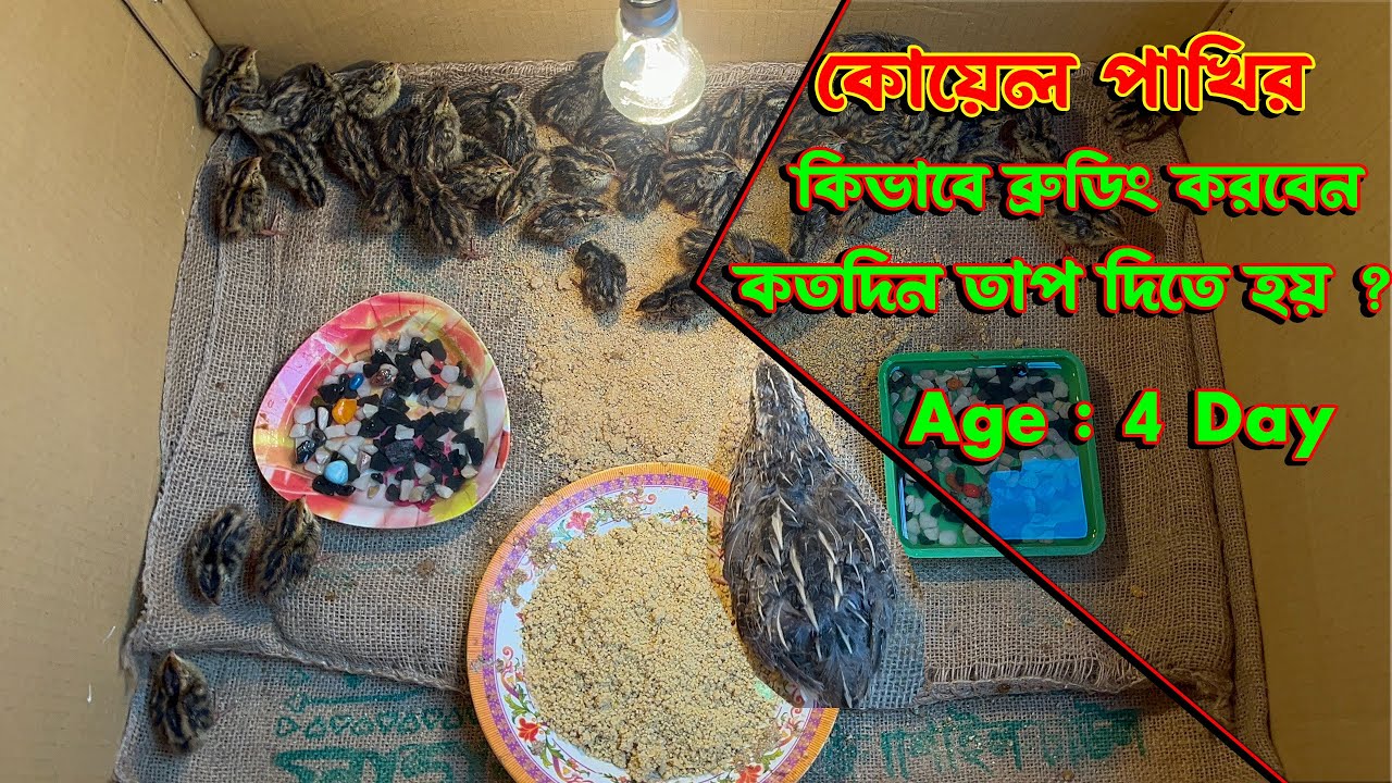 সহজ পদ্ধতিতে কোয়েল পাখির বাচ্চা ব্রুডিং। Quail chicks brooding at home .@mostakimagro