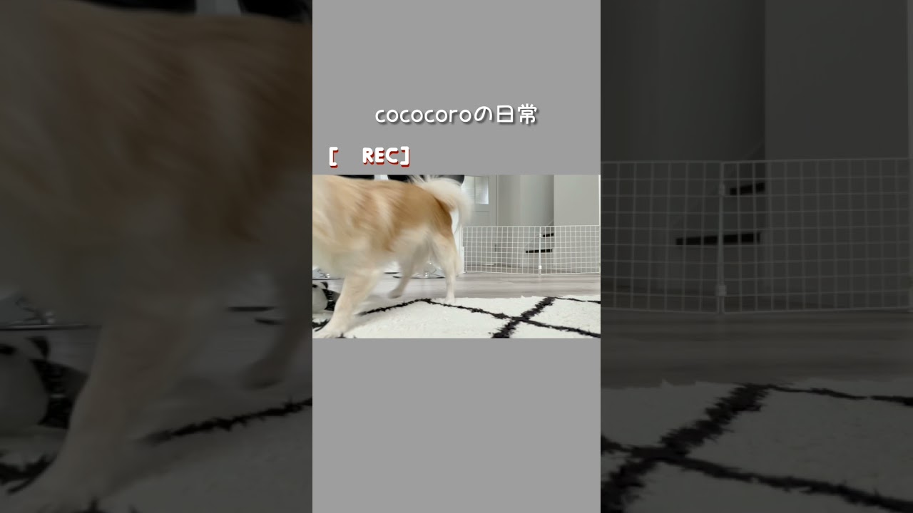 ❤︎チワワのcococoro❤︎遊んで欲しいコロちゃん