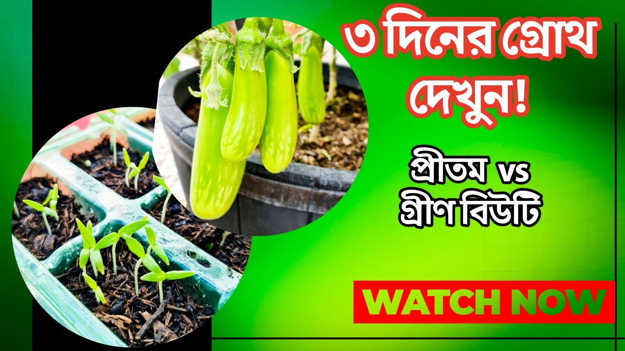 প্রীতম বেগুন আর Green বিউটি বেগুনের আপডেট 🌱 তিন দিন পর ফলাফল দেখুন | Vegetable Update BD