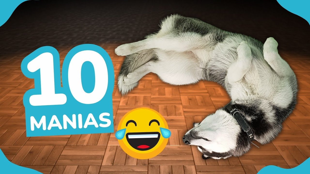 10 Manias da Minha Husky